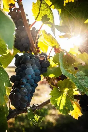 Domaine les Berioles