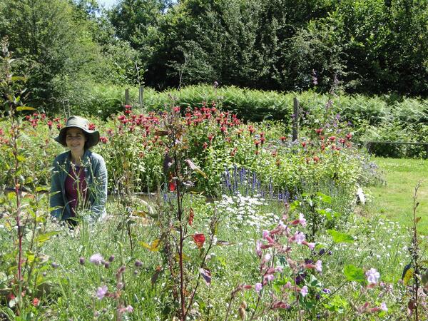 Tisanes en Fleurs